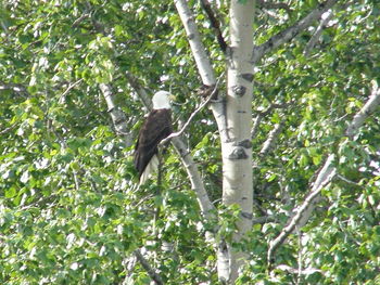 Low angle view of bird on tree in forest