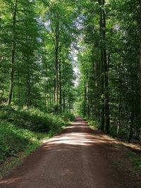 Empty road along trees in forest