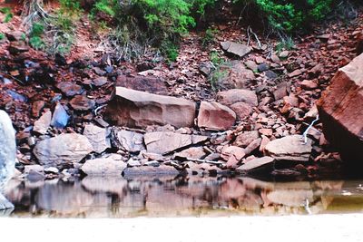 Reflection of trees in water