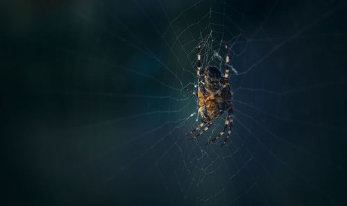 Close-up of spider and web against blurred background