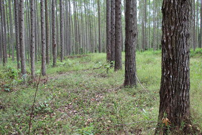 Trees growing on field in forest