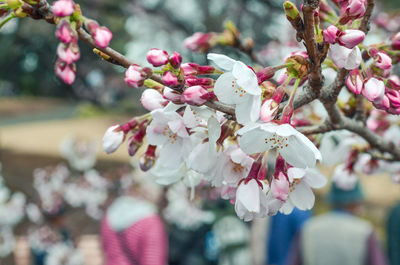Close-up of pink flowers on branch