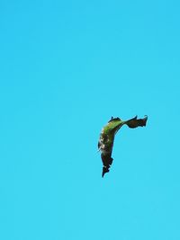 Low angle view of bird flying against clear blue sky