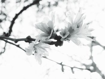 Low angle view of flowers growing on tree against sky