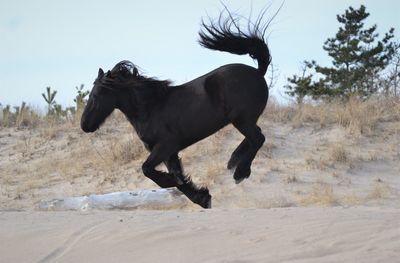 Side view of black dog running