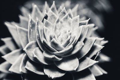 Close-up of succulent plant