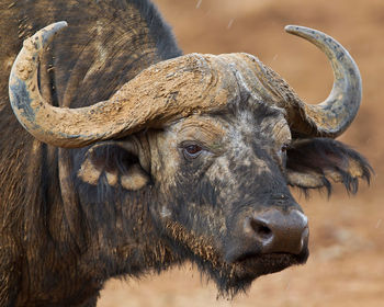 Close-up of buffalo standing on field