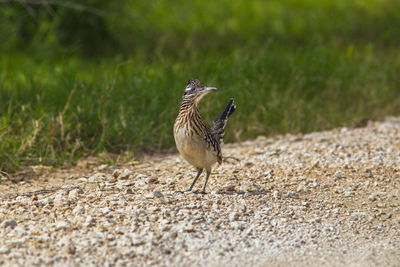 Close-up of bird perching on field