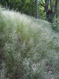 Plants growing on field