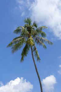 Tall coconut palms and clear skies, low angle view of coconut palm tree against sky