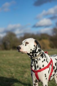 Close-up of dog against sky