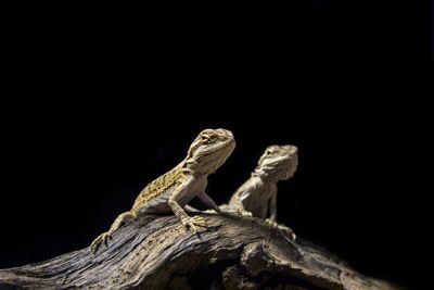 Close-up of lizard on wood against black background