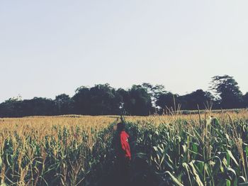 Rear view of woman in wheat field against clear sky