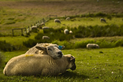 Two cute sheep's in sylt