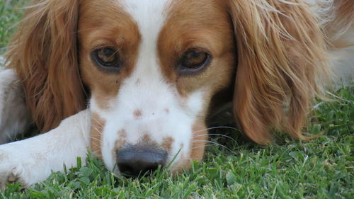 Close-up portrait of dog on grass