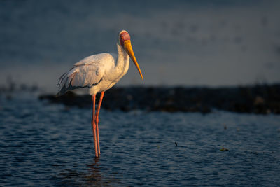 Close-up of bird in lake