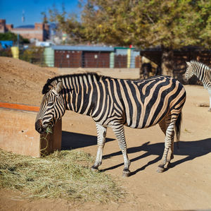 striped
