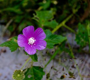 Close-up of purple flower blooming outdoors