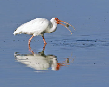 White ibis in shallow water