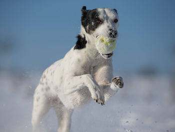Close-up of dog playing in the snow