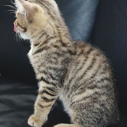 Close-up of a cat looking away