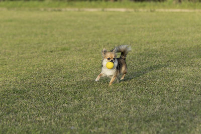 View of a dog on field