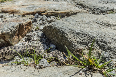 High angle view of lizard on rock