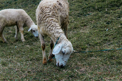 Sheep in a field