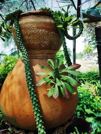 Close-up of potted plant