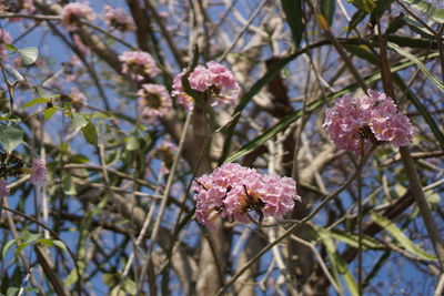 Close-up of pink cherry blossoms in spring