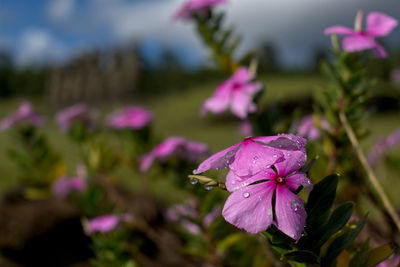 Close-up of wet pink flowering plants