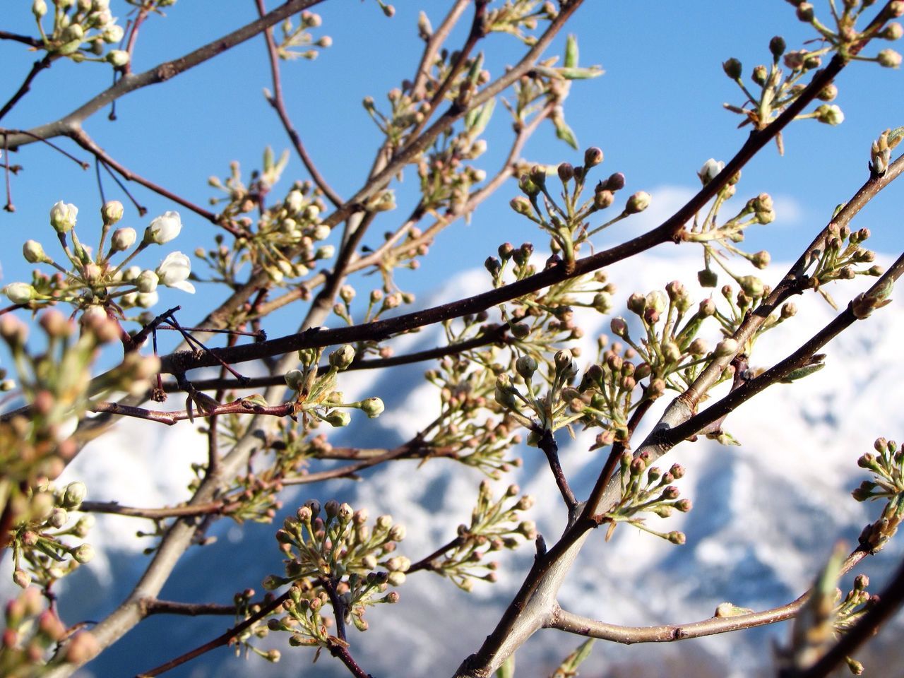 branch, flower, low angle view, tree, growth, freshness, beauty in nature, nature, fragility, clear sky, blue, blossom, cherry blossom, twig, sky, focus on foreground, blooming, white color, springtime, close-up