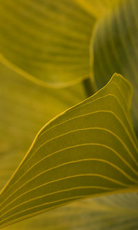 Close-up of green leaves