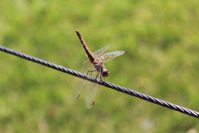 Close-up of dragonfly on plant