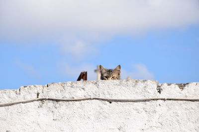 Low angle view of cat on wall