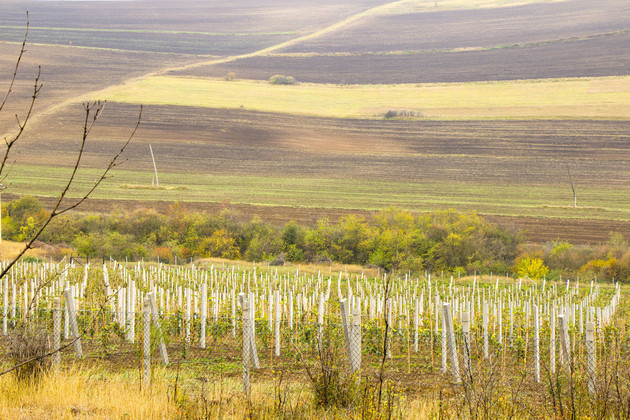 SCENIC VIEW OF AGRICULTURAL FIELD AGAINST LANDSCAPE