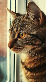 Close-up of cat looking through window