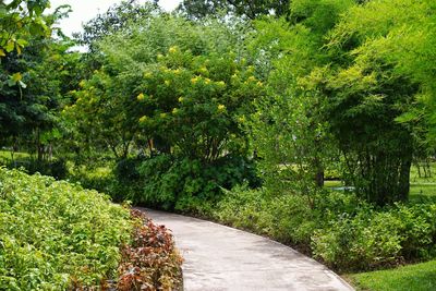 Plants and trees in park