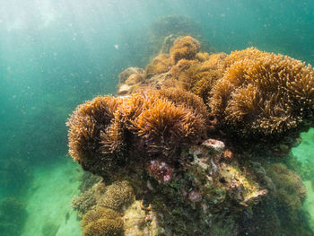 Close-up of coral in sea