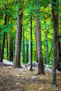 Pine trees in forest