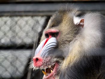 Side view of mandrill smiling