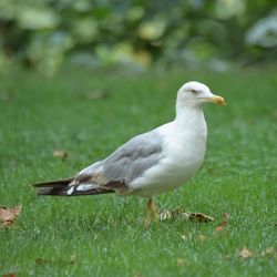 Close-up of seagull on grass