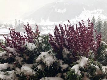 Close-up of plants against sky