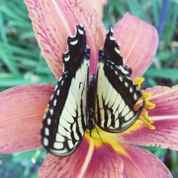 Close-up of butterfly pollinating on flower