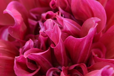 Close-up of pink rose flower