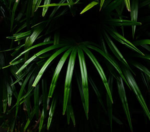 Close-up of fresh green plant in field