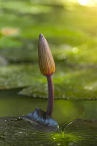 Water lily bud in pond