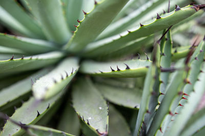 Close-up of cactus thorn