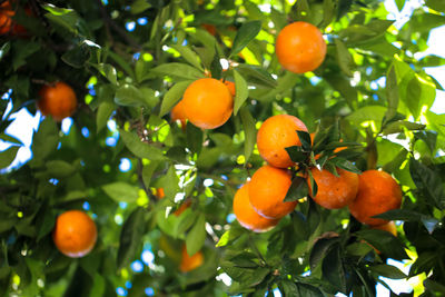 Low angle view of orange fruits on tree