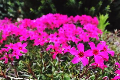 Close-up of pink flowers blooming outdoors